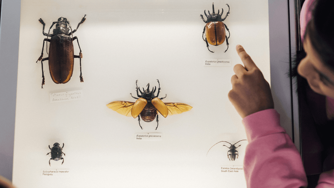 a girl pointing at bugs in a museum display