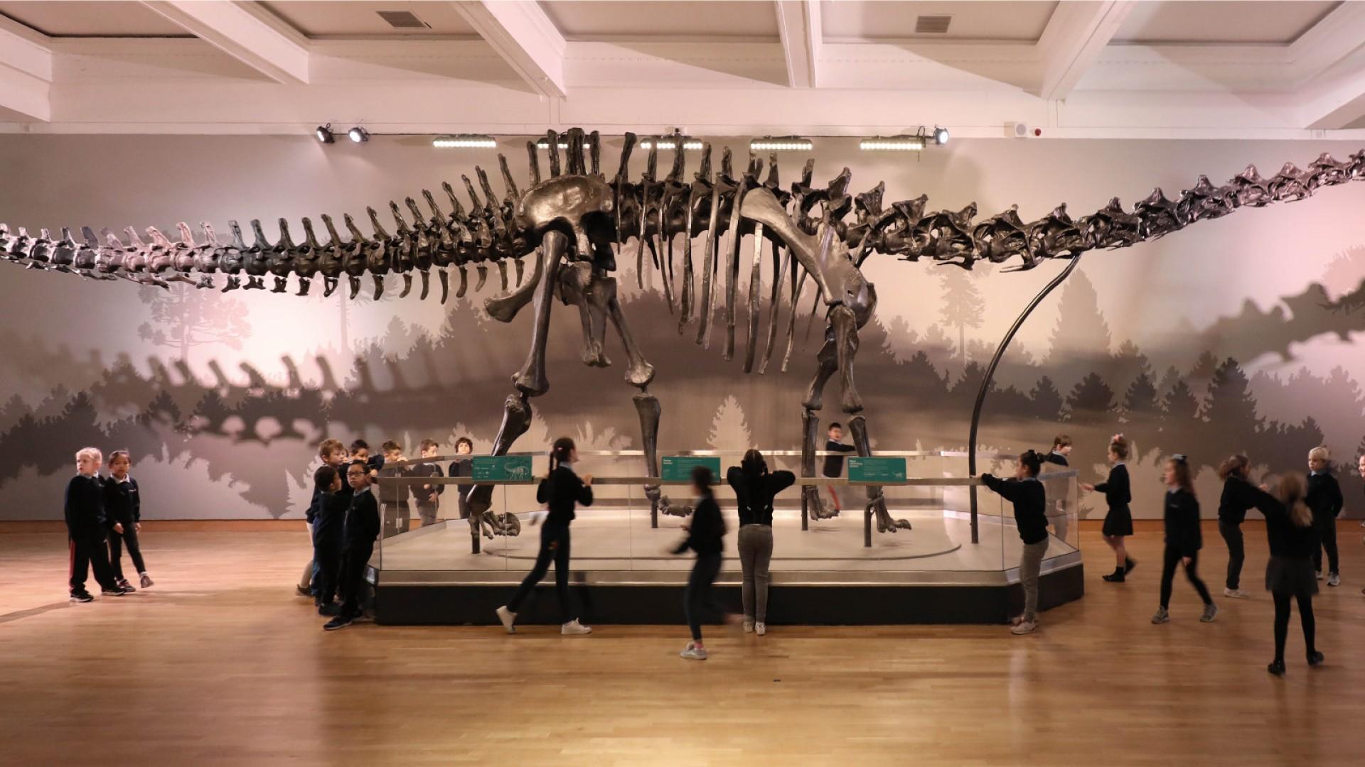 Dippy at Ulster Museum