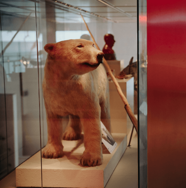 Peter the Polar Bear at Ulster Museum