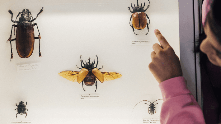 a girl looking at insects on display at Ulster Museum 
