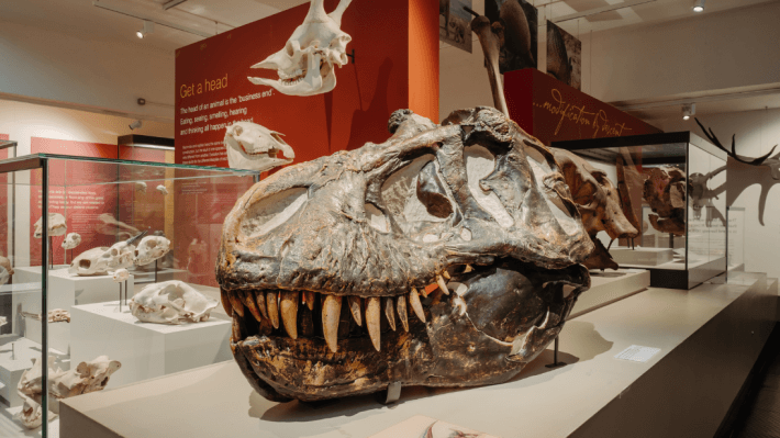 A dinosaur skull at Ulster Museum 